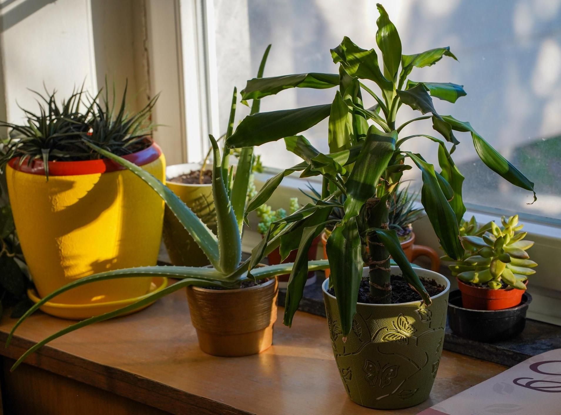 🌿 Common Indoor Plant Problems (And How to Fix Them)