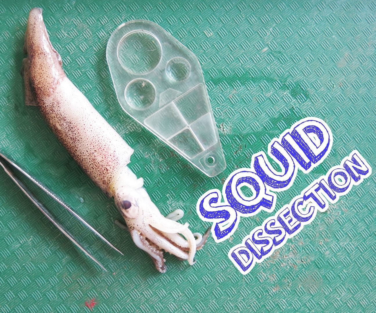 Squid Dissection