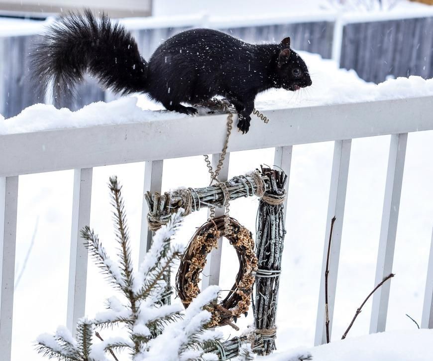 How to Make a Unique Grapevine Bird Feeder