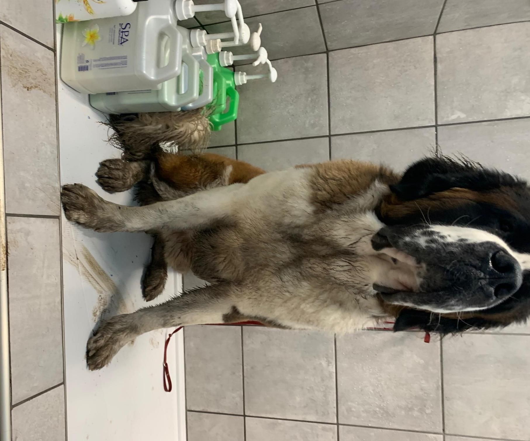 Bathing a Dog