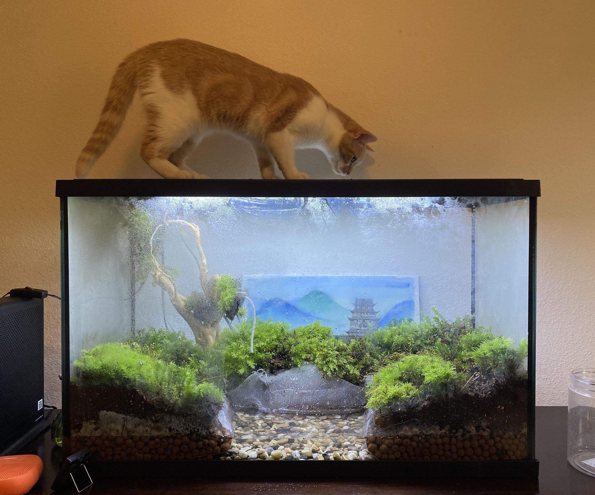 How to Build a Paludarium