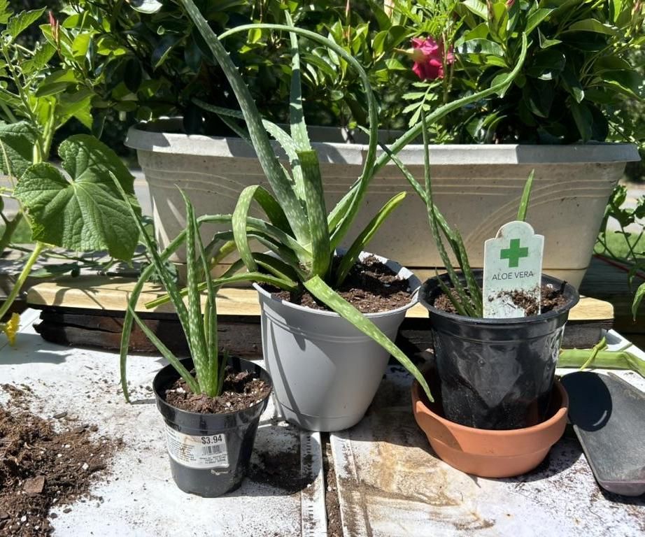 How to Repot Aloe Vera