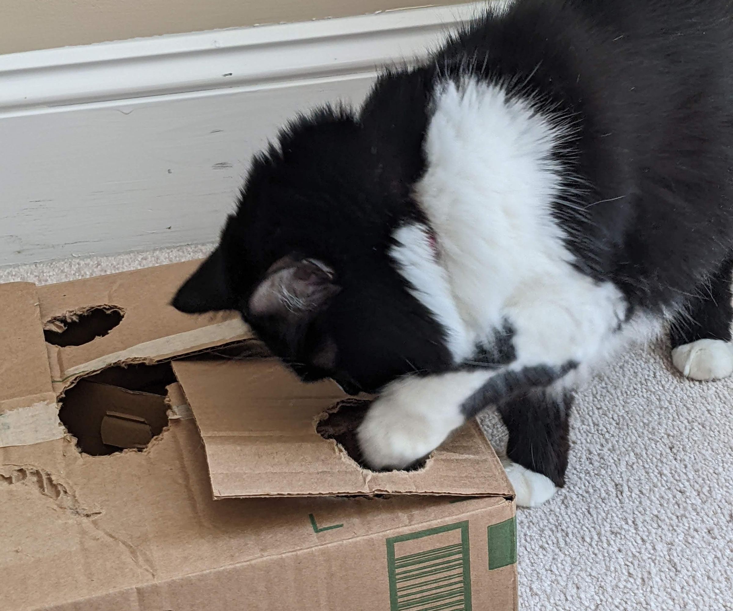 Cat Puzzle Toy - Adjustable Difficulty