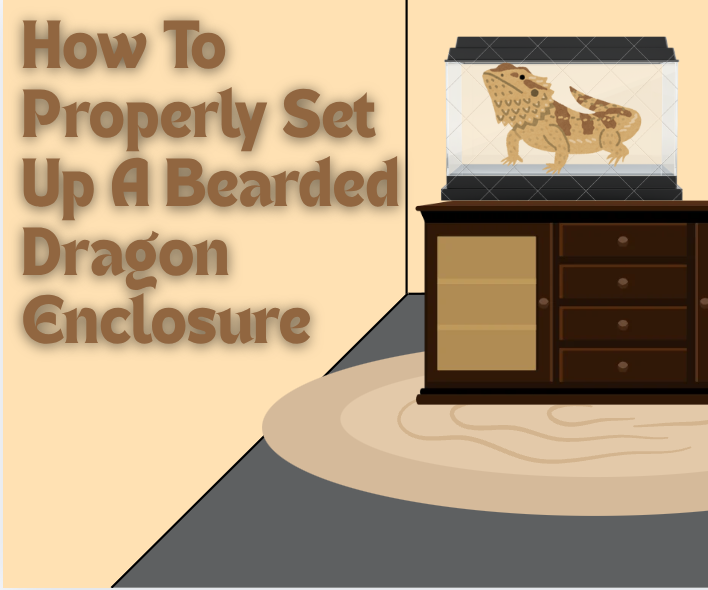 How to Properly Set Up a Bearded Dragon Enclosure