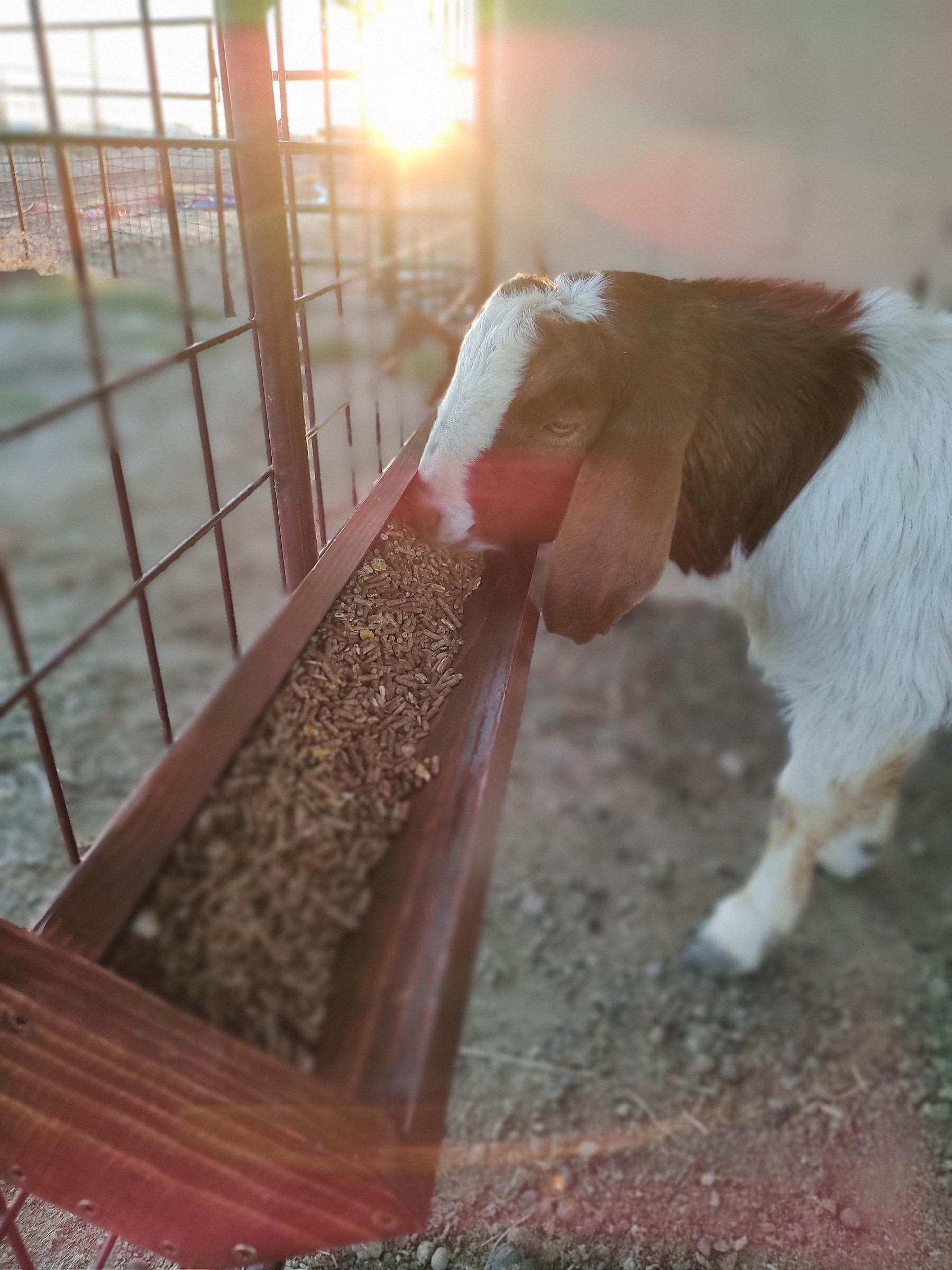 Livestock Feeder 