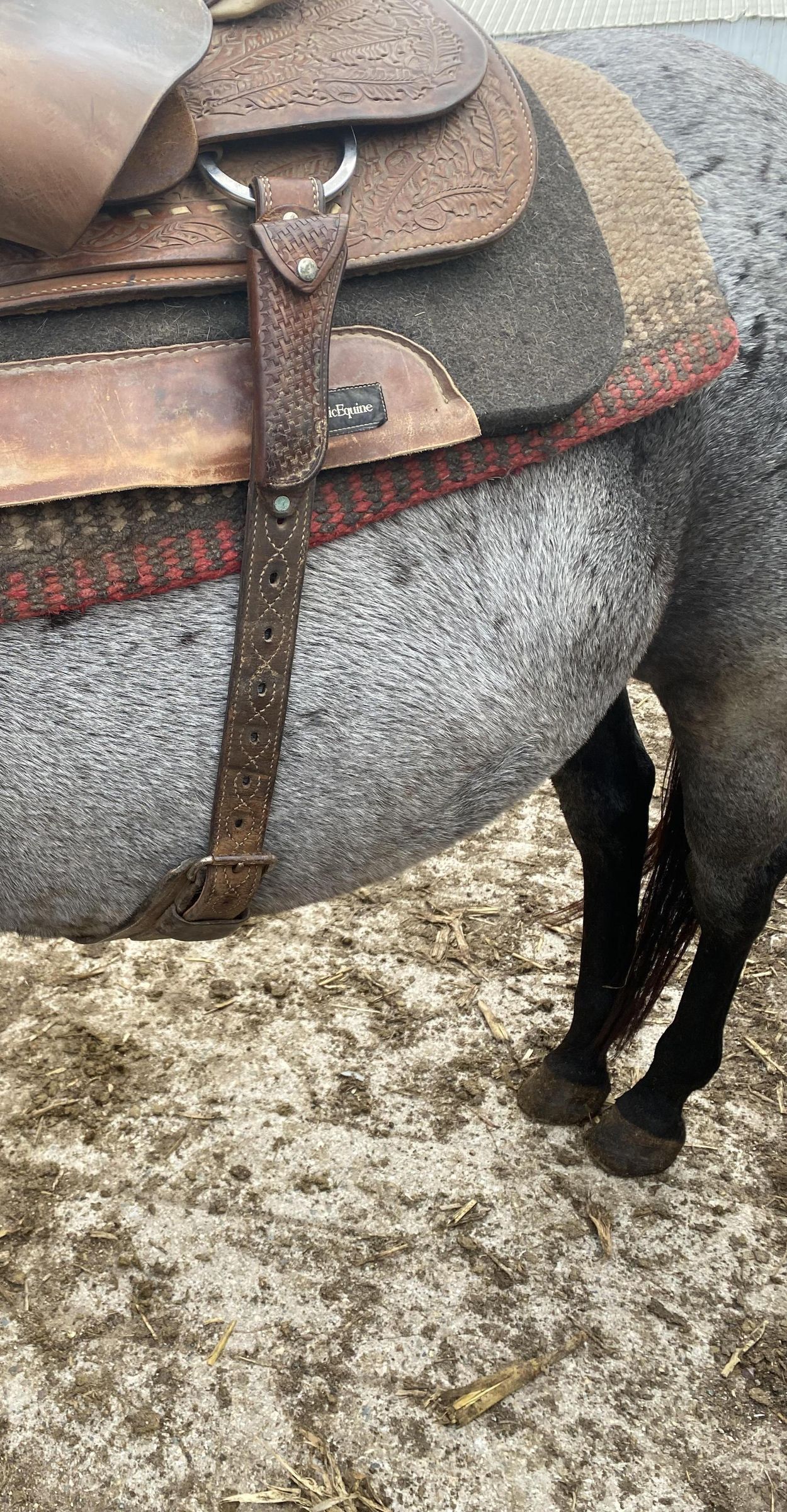 Saddling a Horse