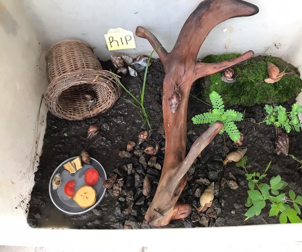 Terrarium for My Pet Snails