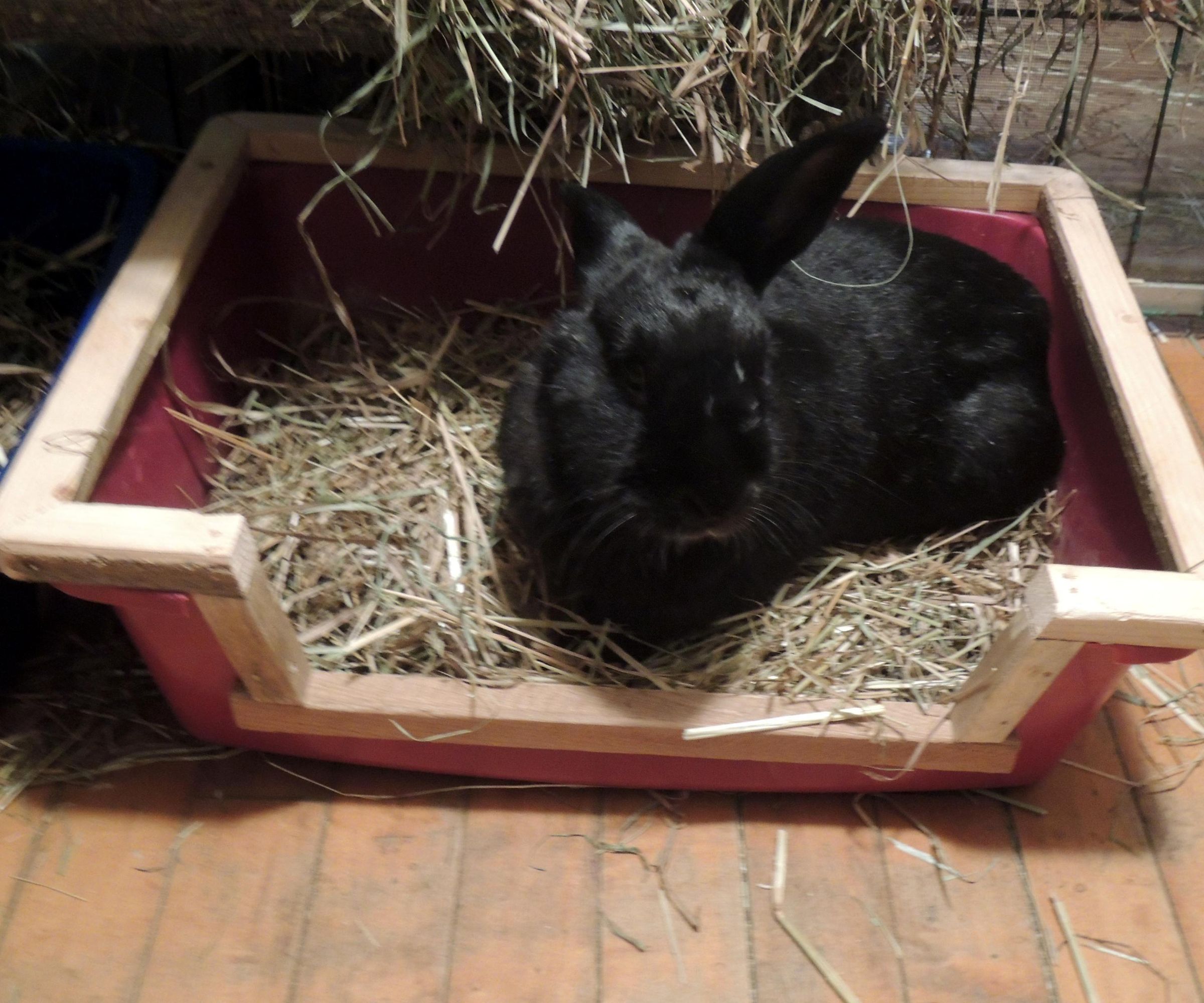 Souped Up Cat/Bunny Litter Box W/ Handicapped Access