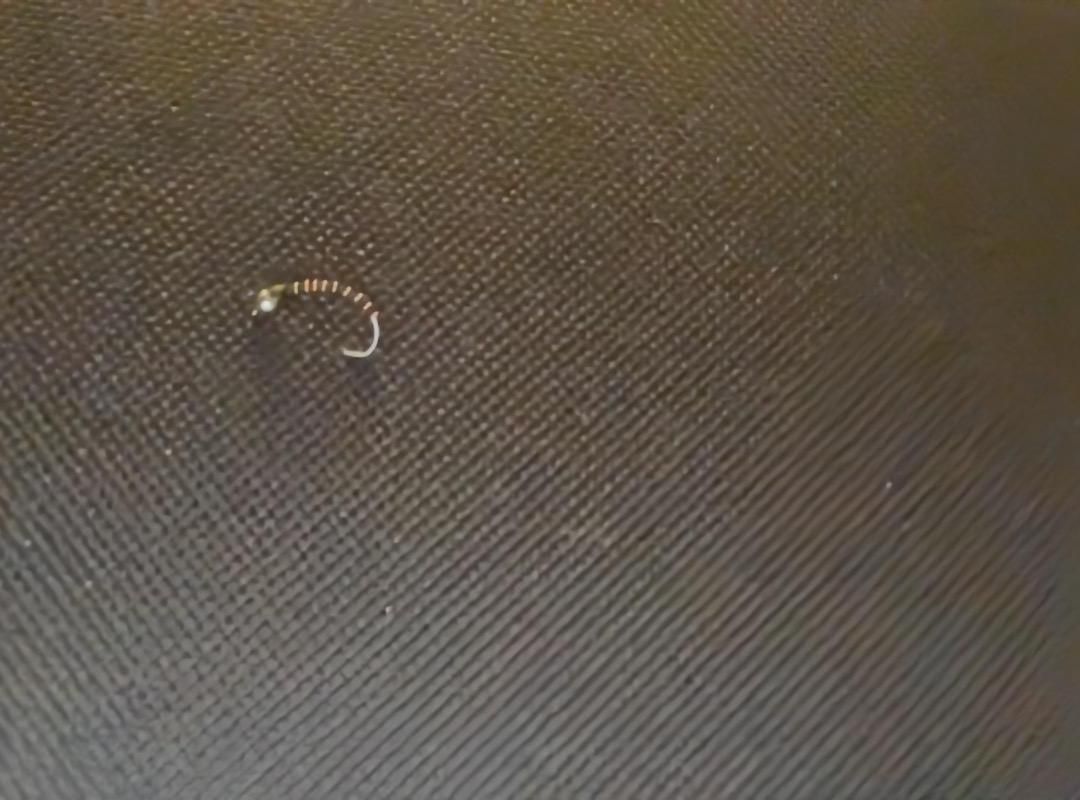Zebra Midge
