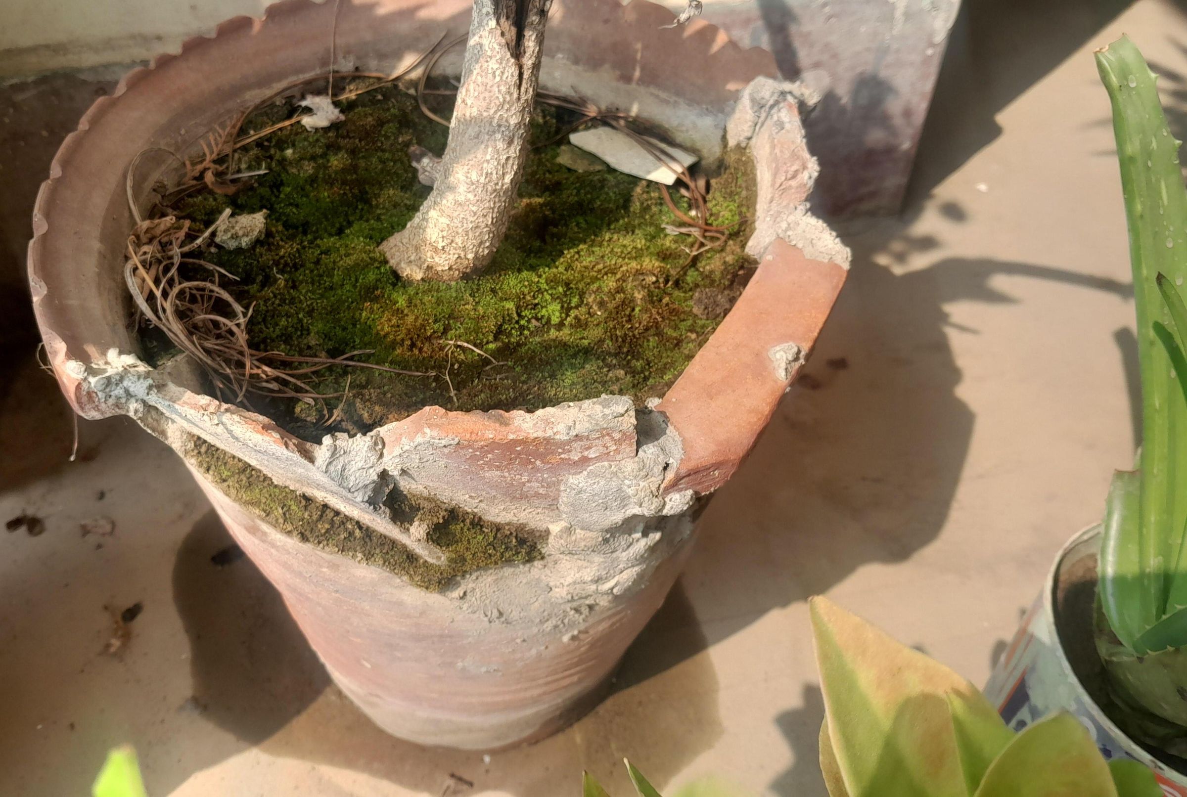 Rejuvenating Cracked Flower Pots