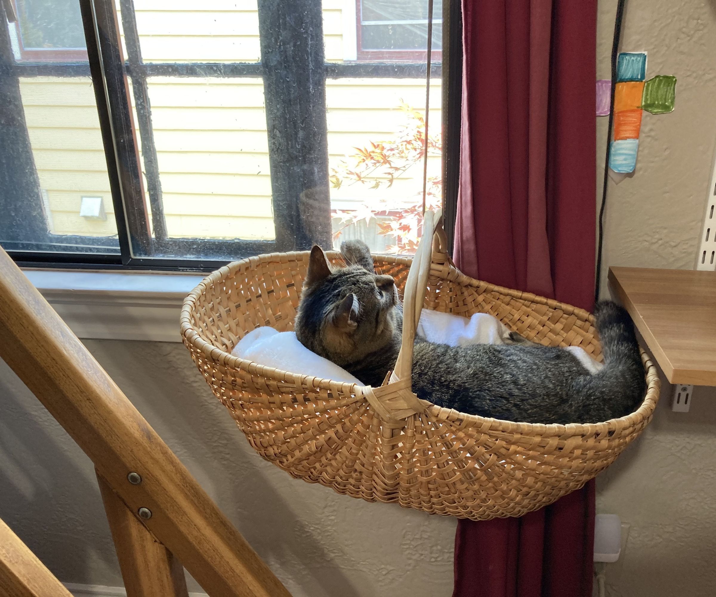 Cat Shelf 