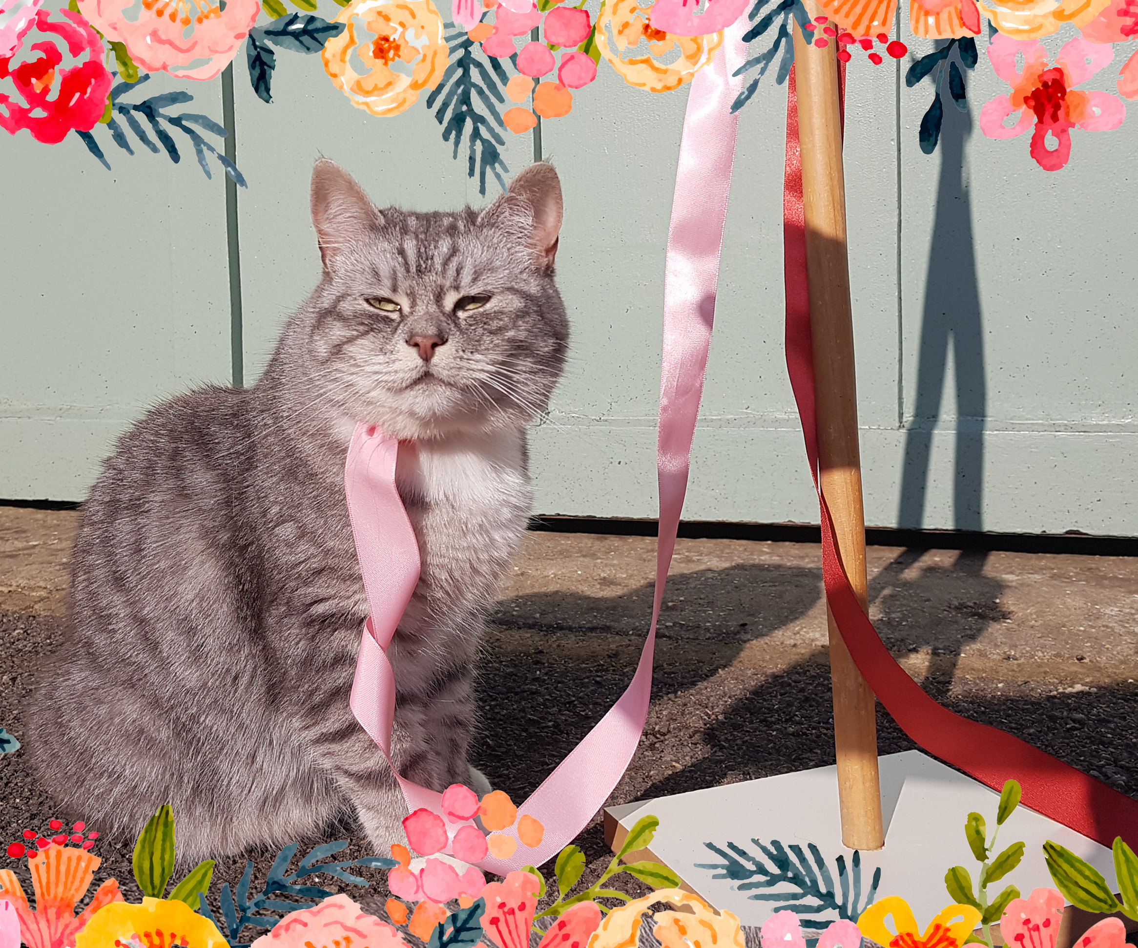 Training a Maypole Dancing Cat!