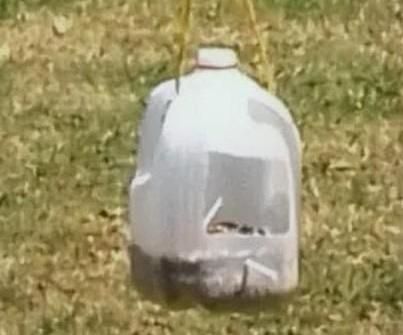 The 10-Minute Upcycled Bird Feeder: From Milk Jug to Backyard Oasis