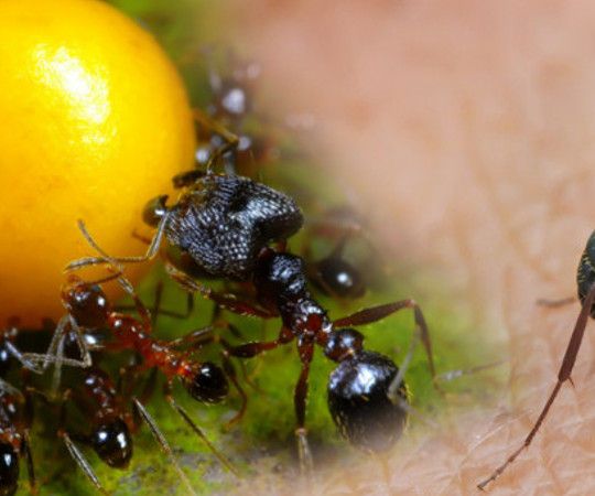 How to Remove an Irritating Ants' Line?