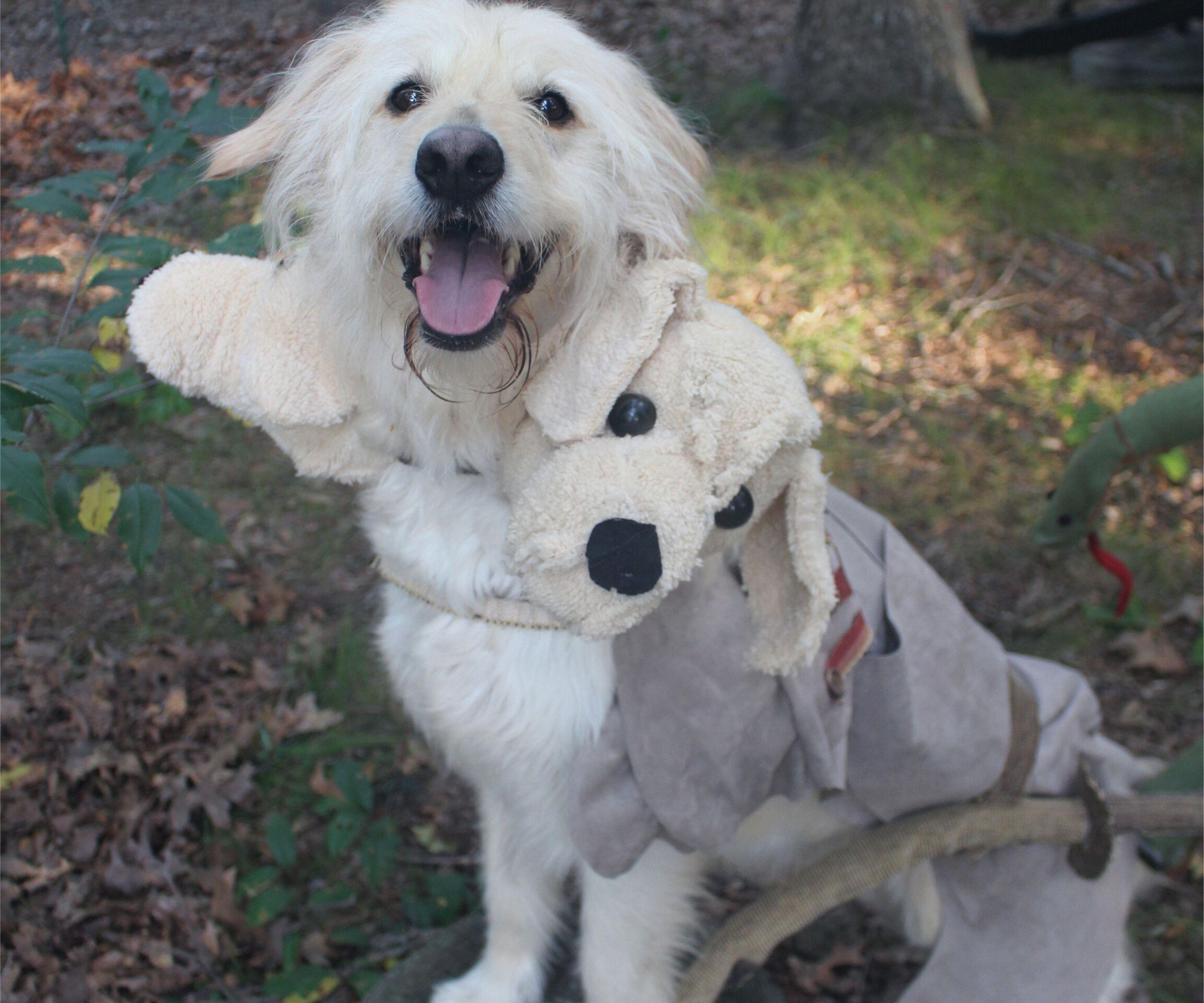 Custom Cerberus Dog Halloween Costume