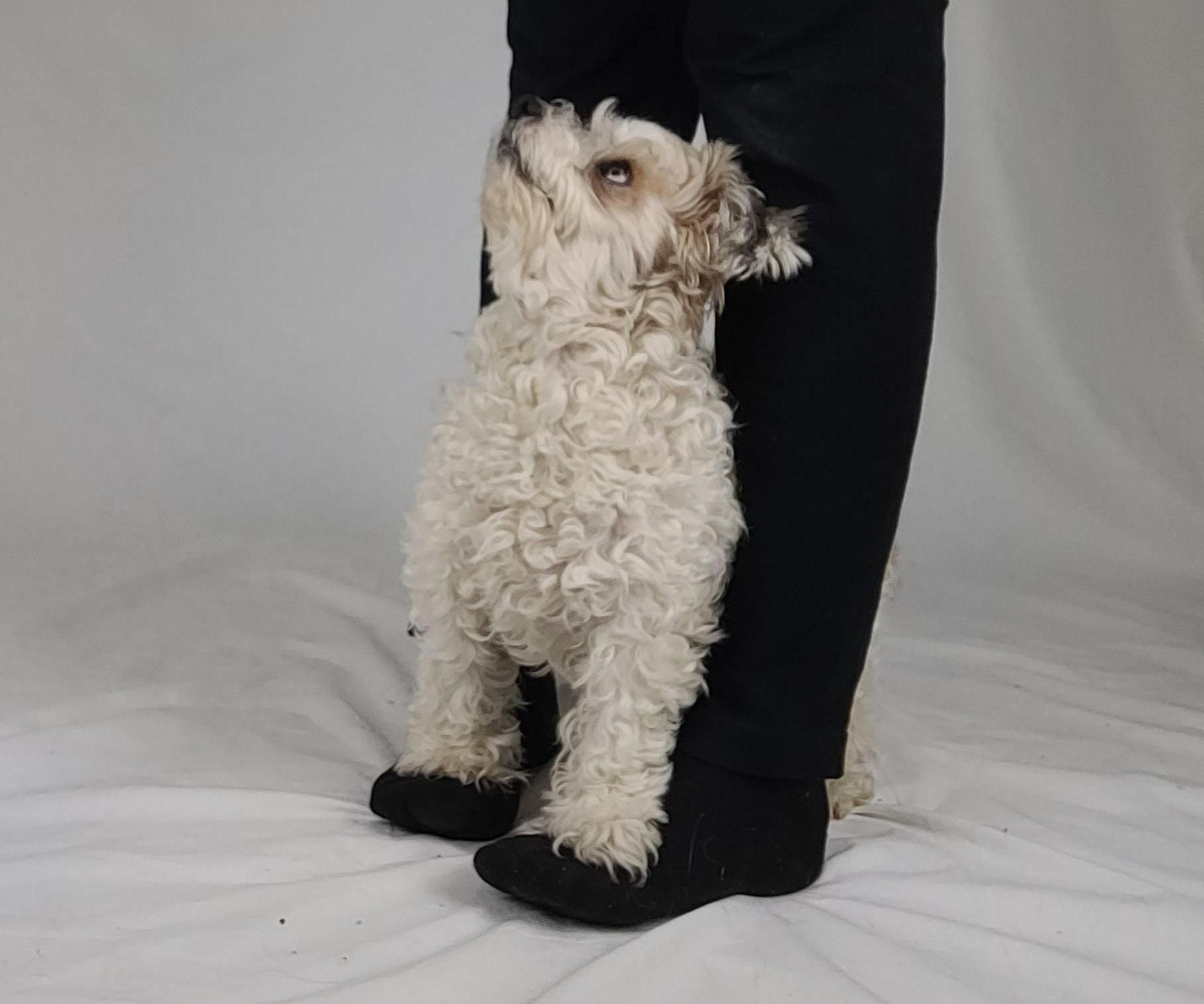 Dog Trick: Teach Your Dog to Walk on Your Feet