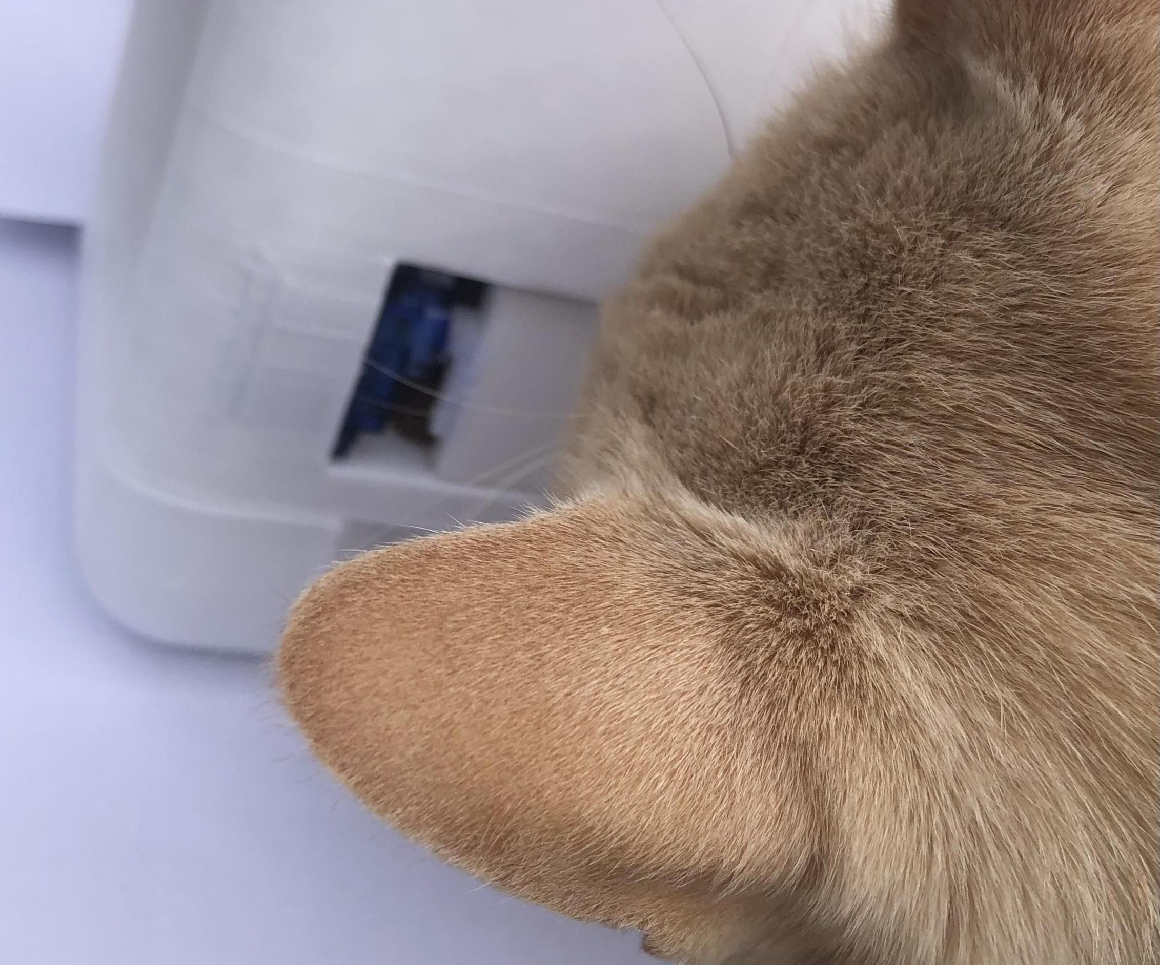 Cat Feeder