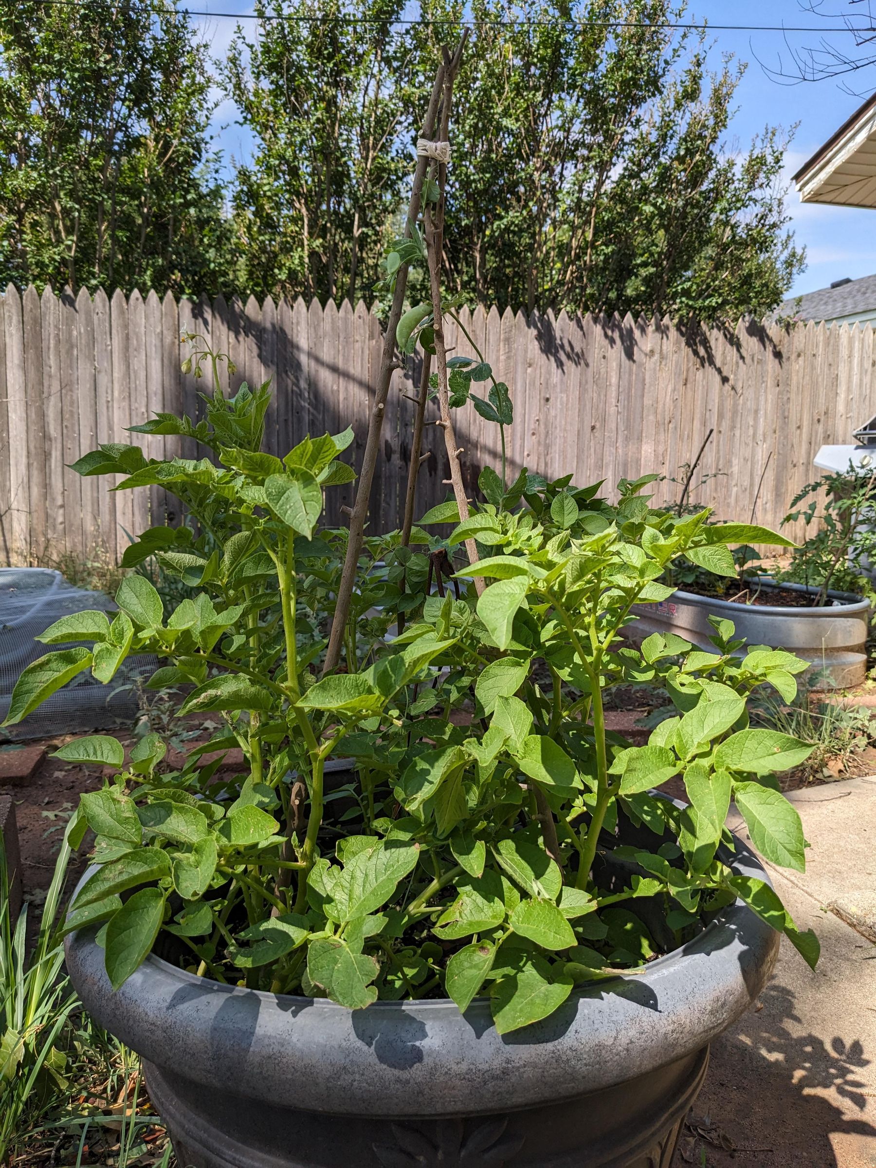 Trellis Tripod From Pruned or Fallen Branches
