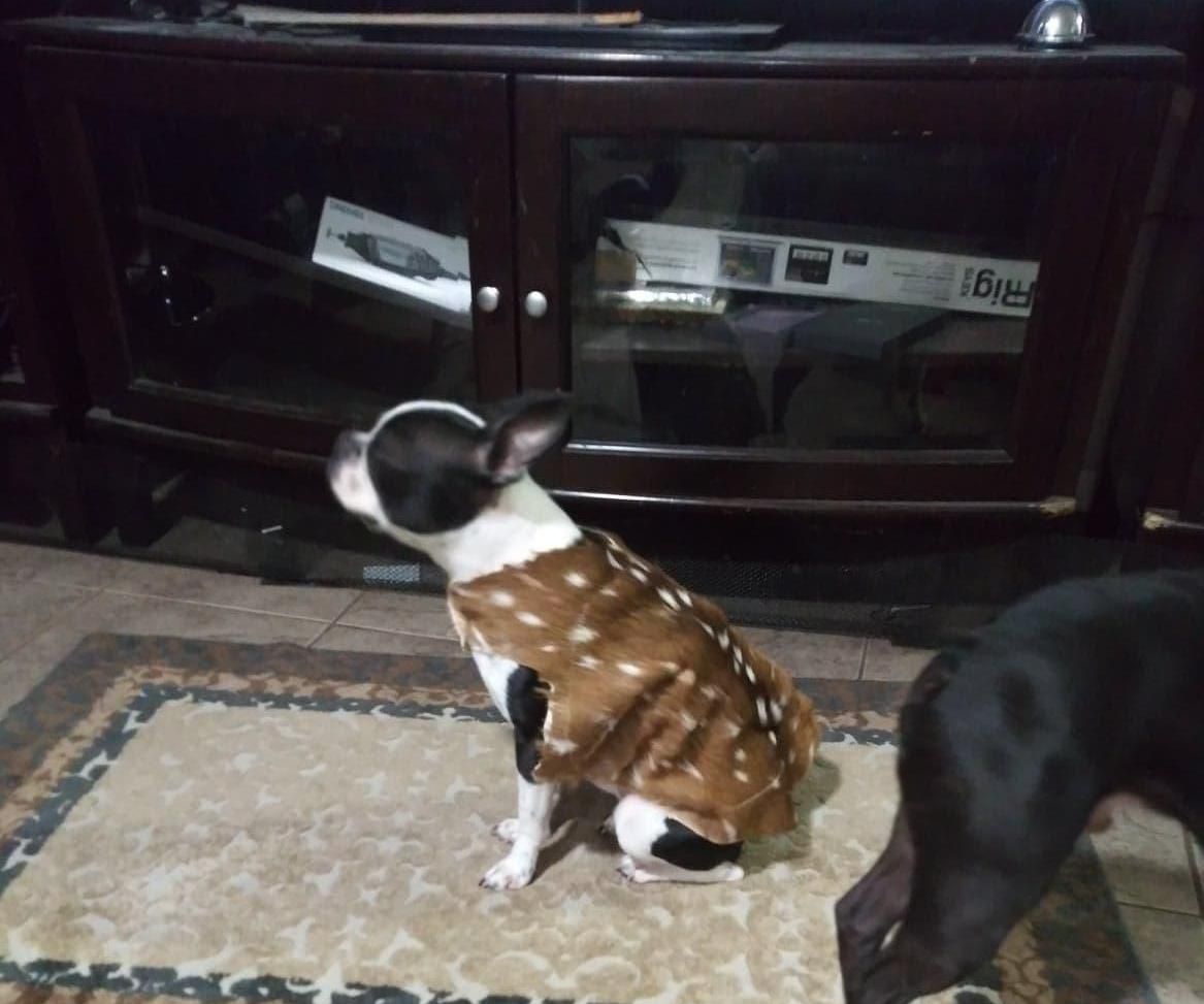 Axis Fur Dog Vest