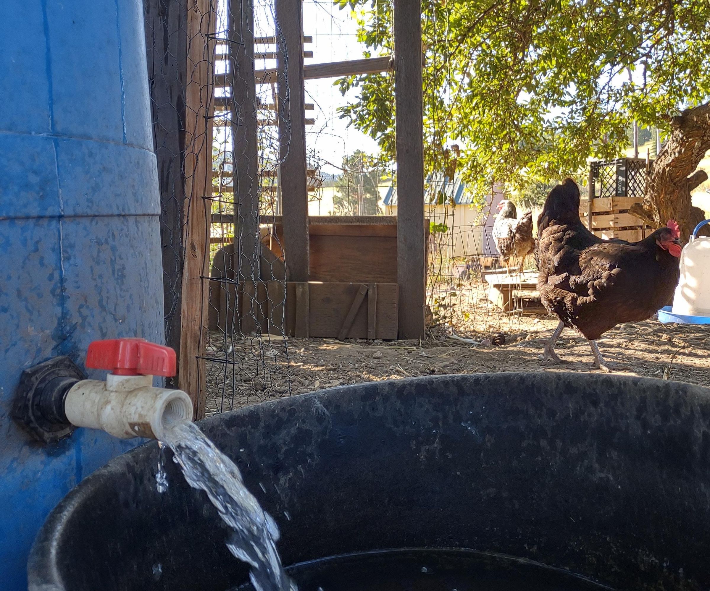Chicken Coop, Rainwater Catchment, Egg Suppliers