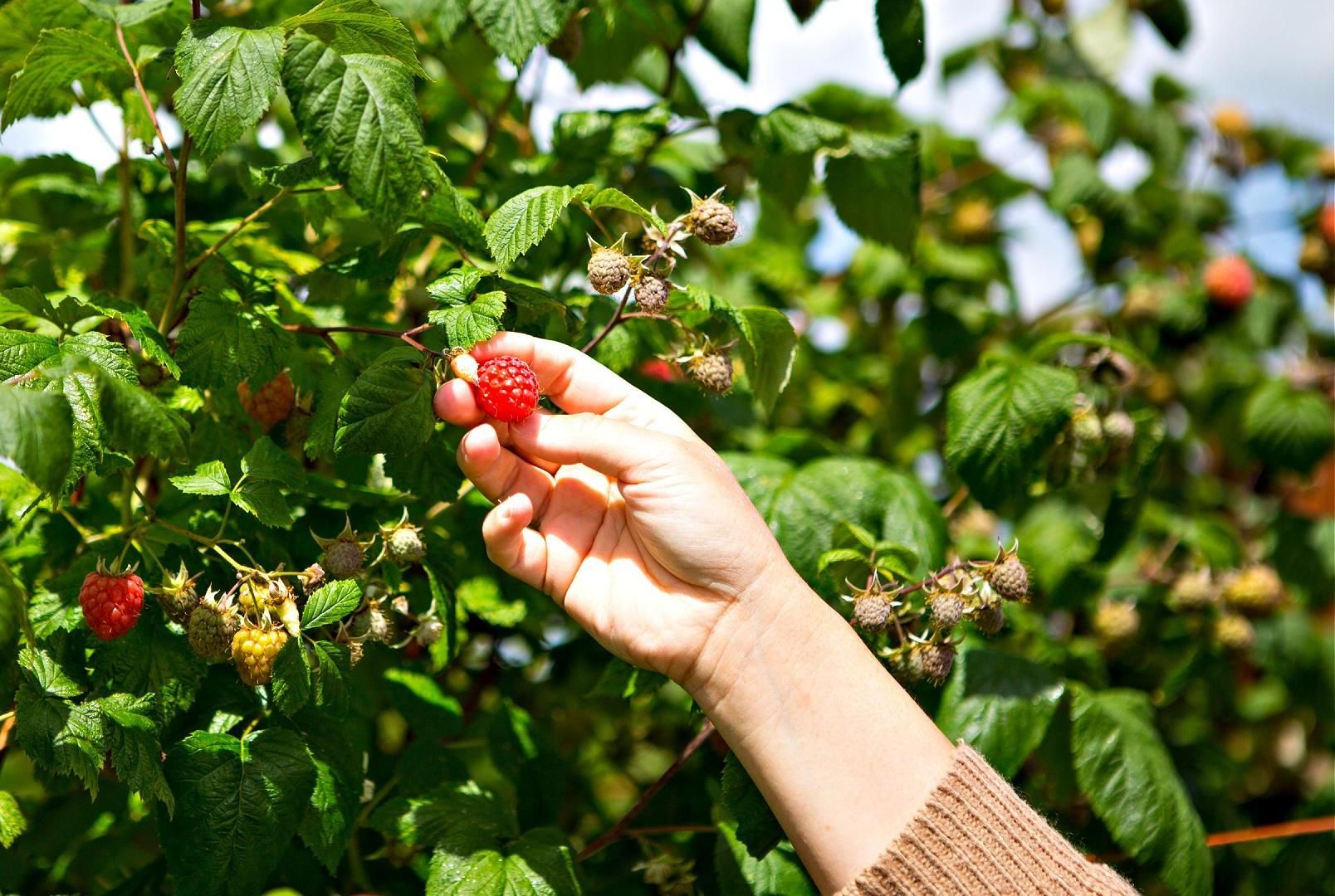 How To Make a Edible Landscape