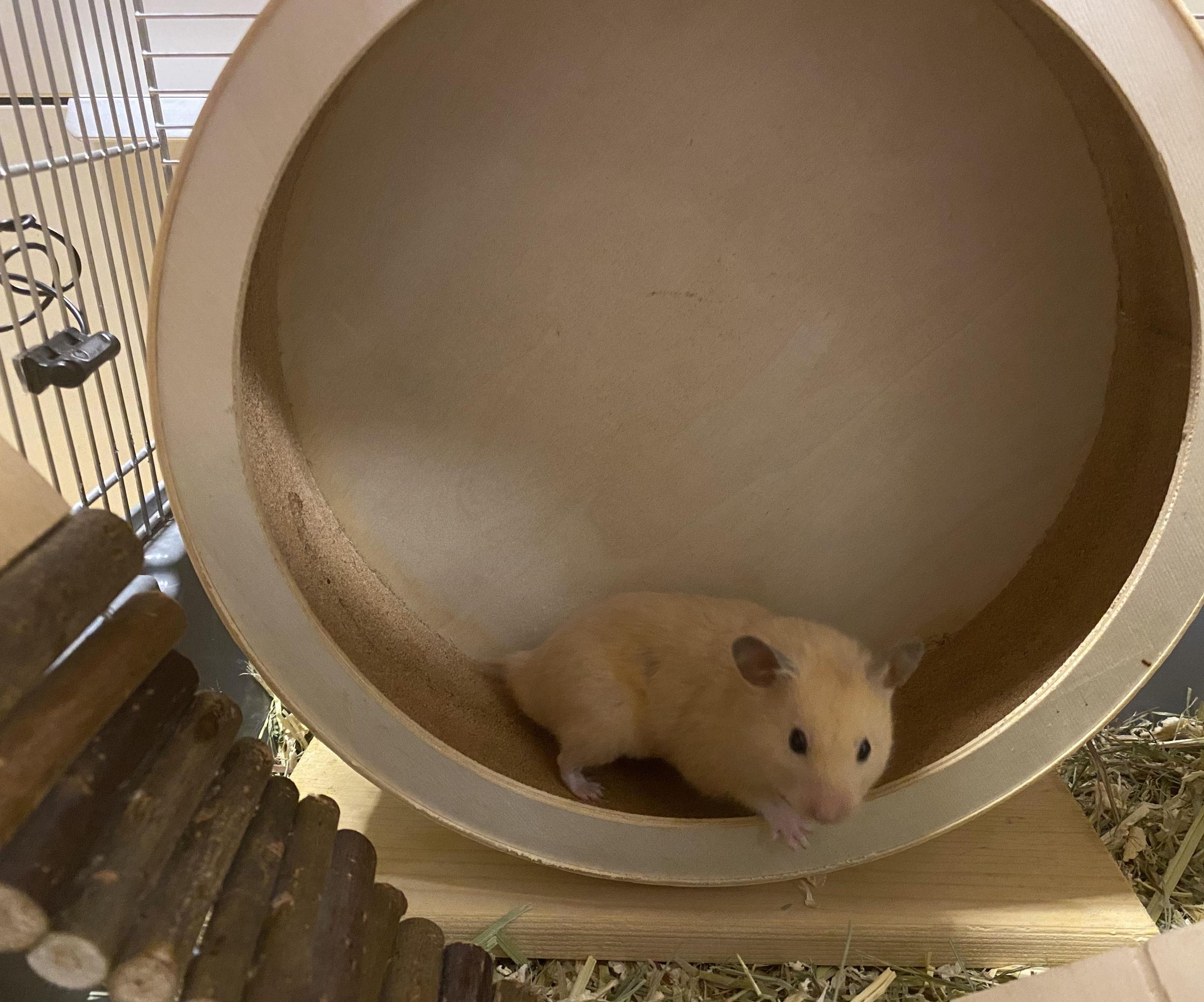 Hamster Wheel Tracker