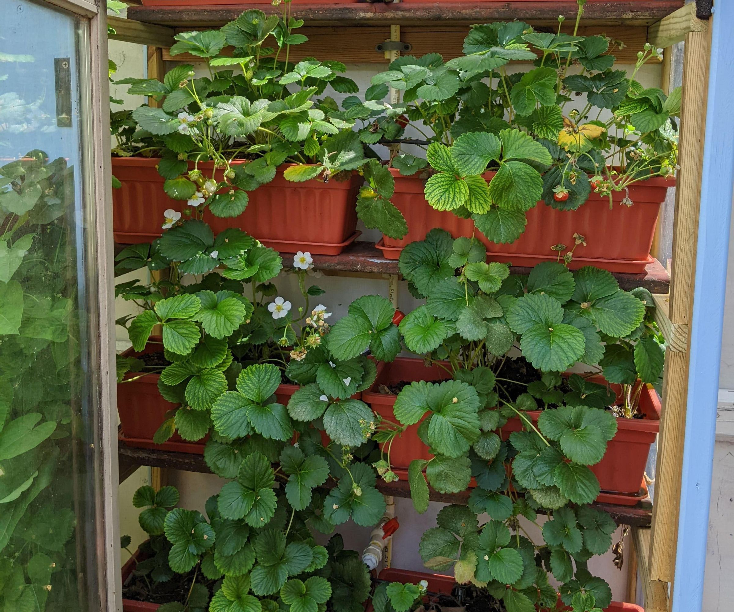 Arduino Managed Greenhouse - SHProject 6