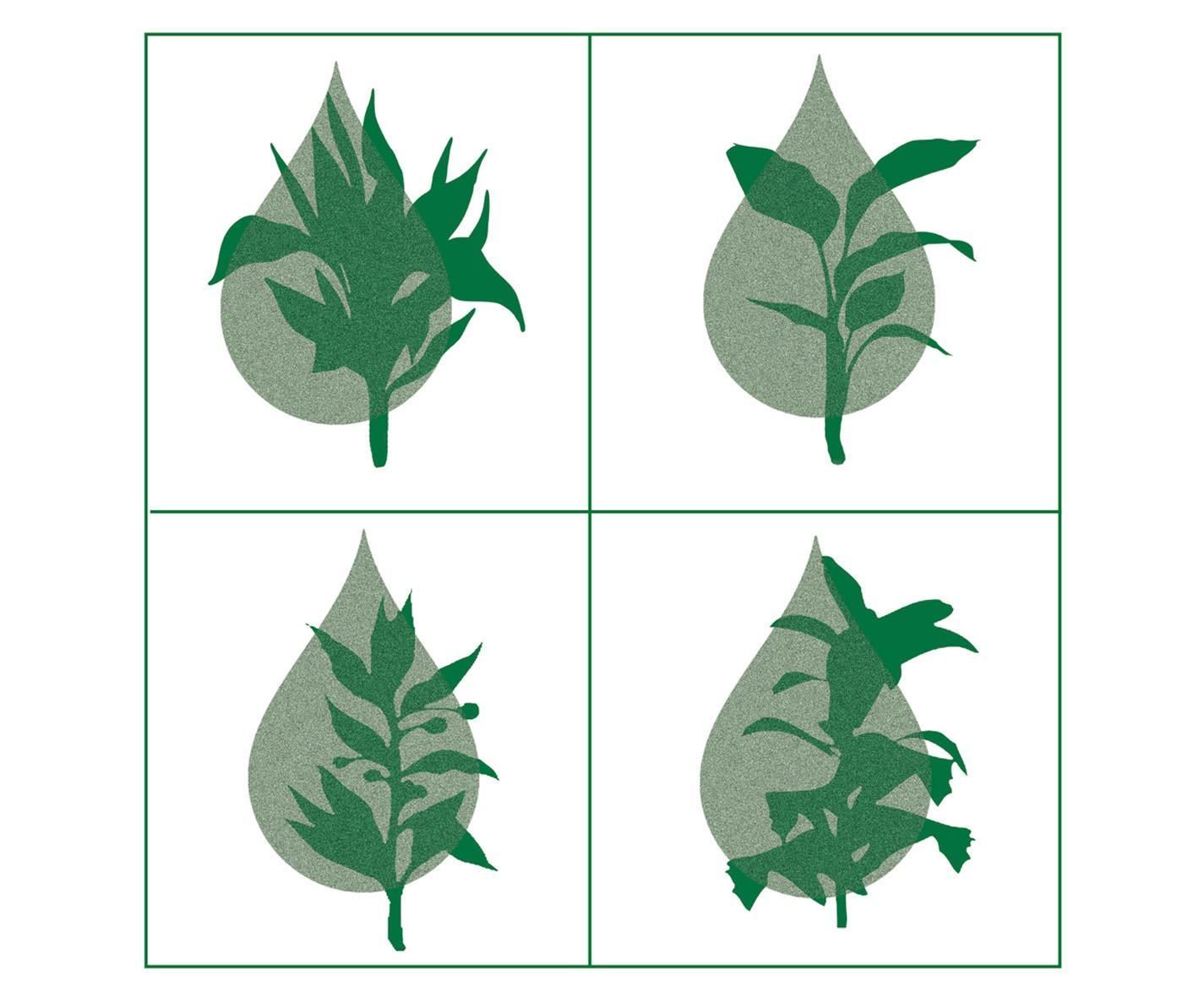 Sistema De Cultivo Hidropónico Doméstico a Partir De Material Reciclado
