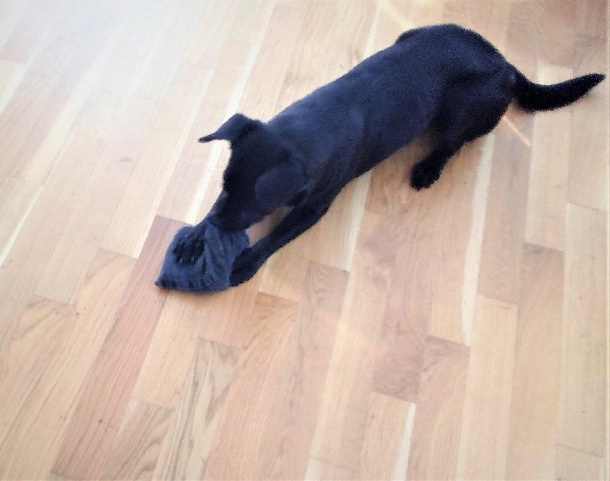 Dummy / Dog Toy