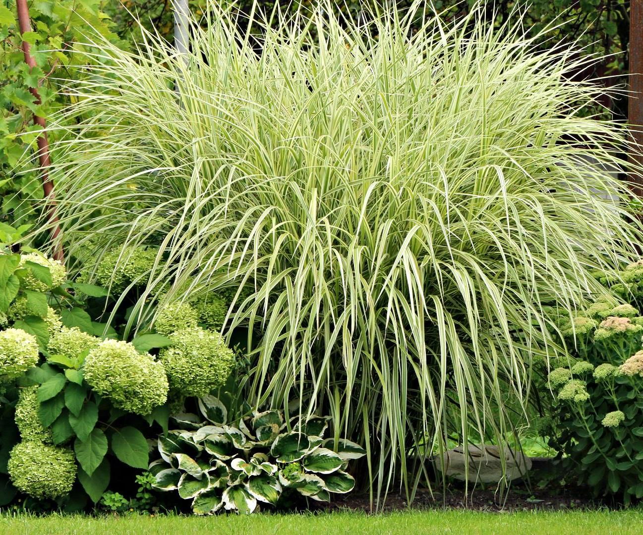 How To Make a Seasonal Perennial Garden