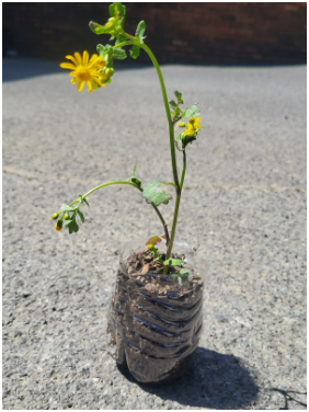Water Bottle Pot