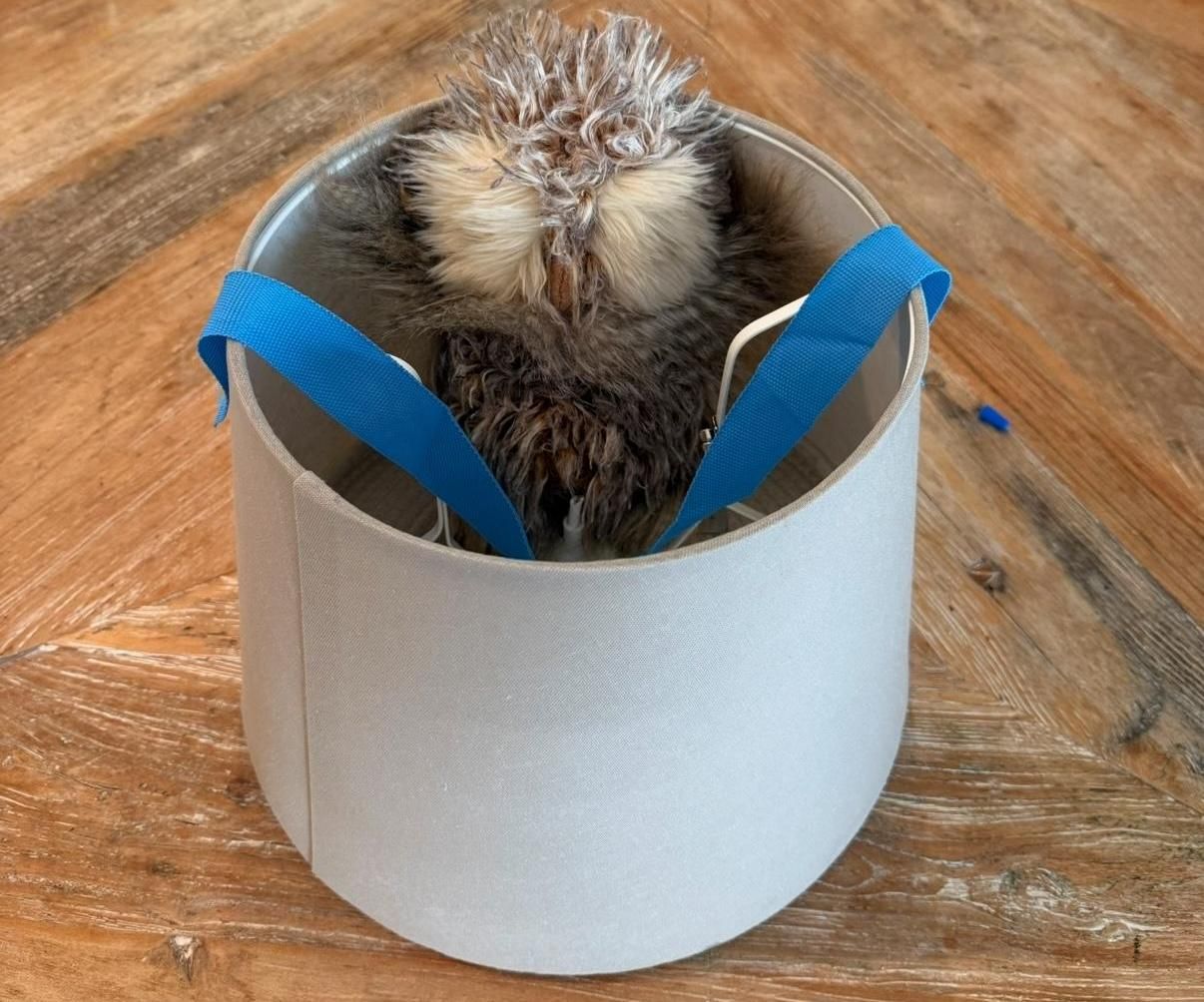 Nest for Dolls