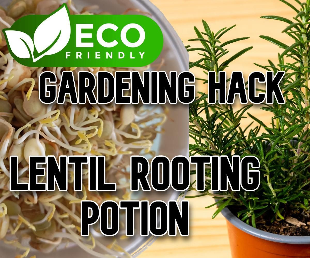 Natural Rooting Potion: Propagate Plants Sustainably With Sprouted Lentils