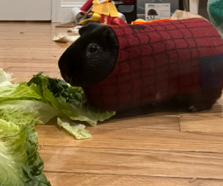 Guinea Pig Spiderman Costume
