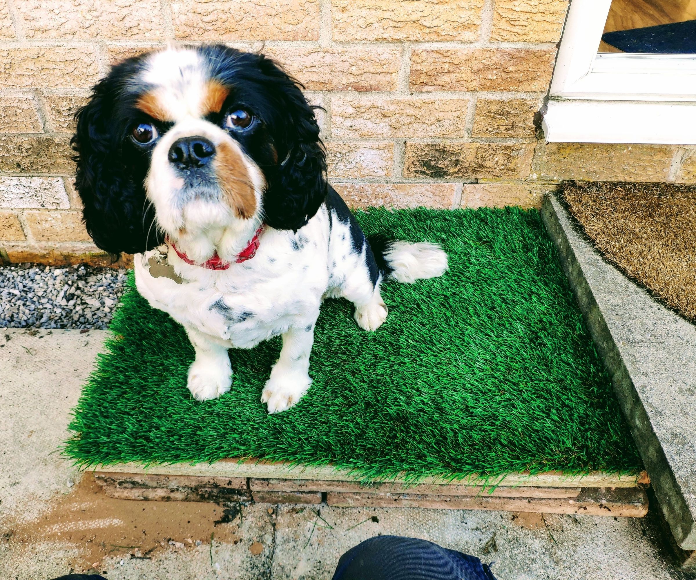Puppy Pee Pad