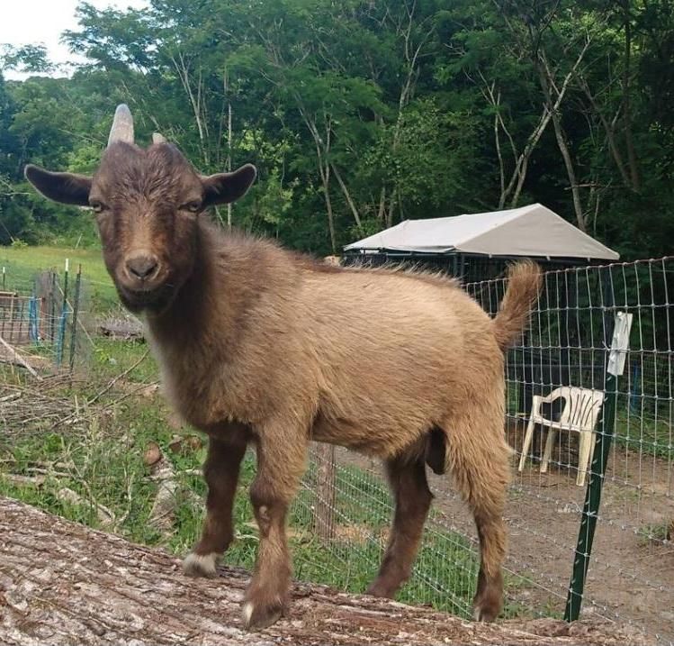 Feeding Unruly Goats for Free