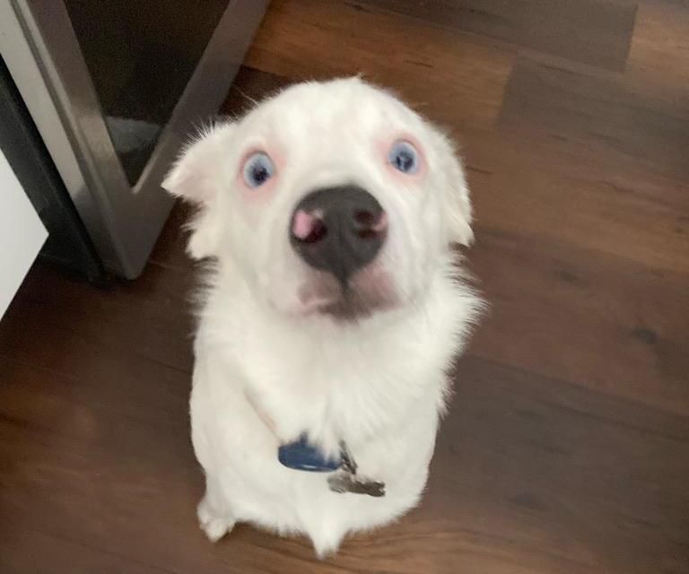 Teaching a Deaf Dog to Sit
