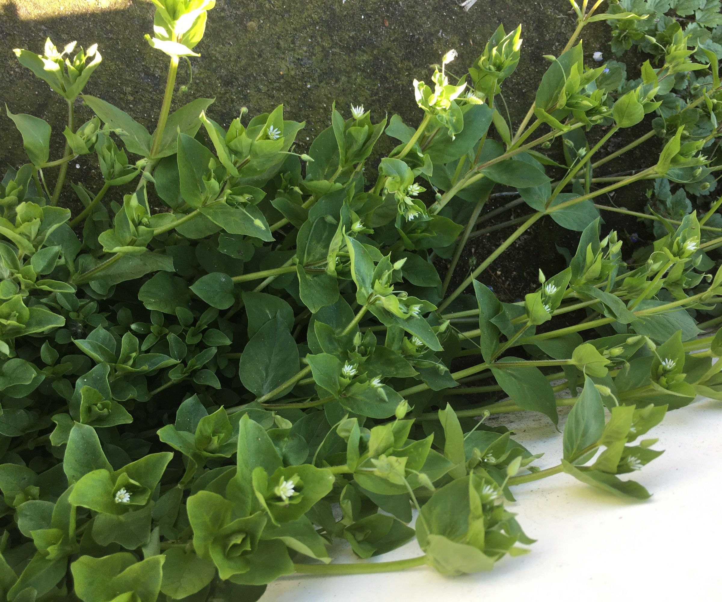 Foraging for My Supper