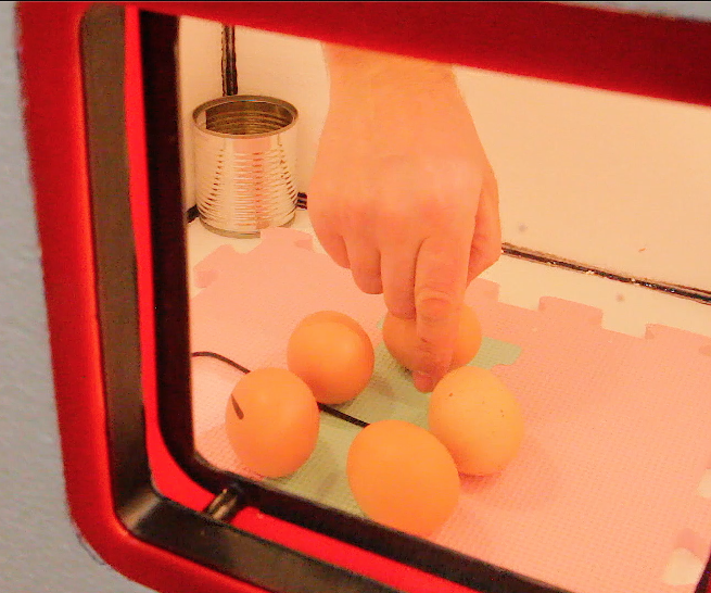 DIY Incubator: Using Old Watches and Polystyrene for Successful Hatching