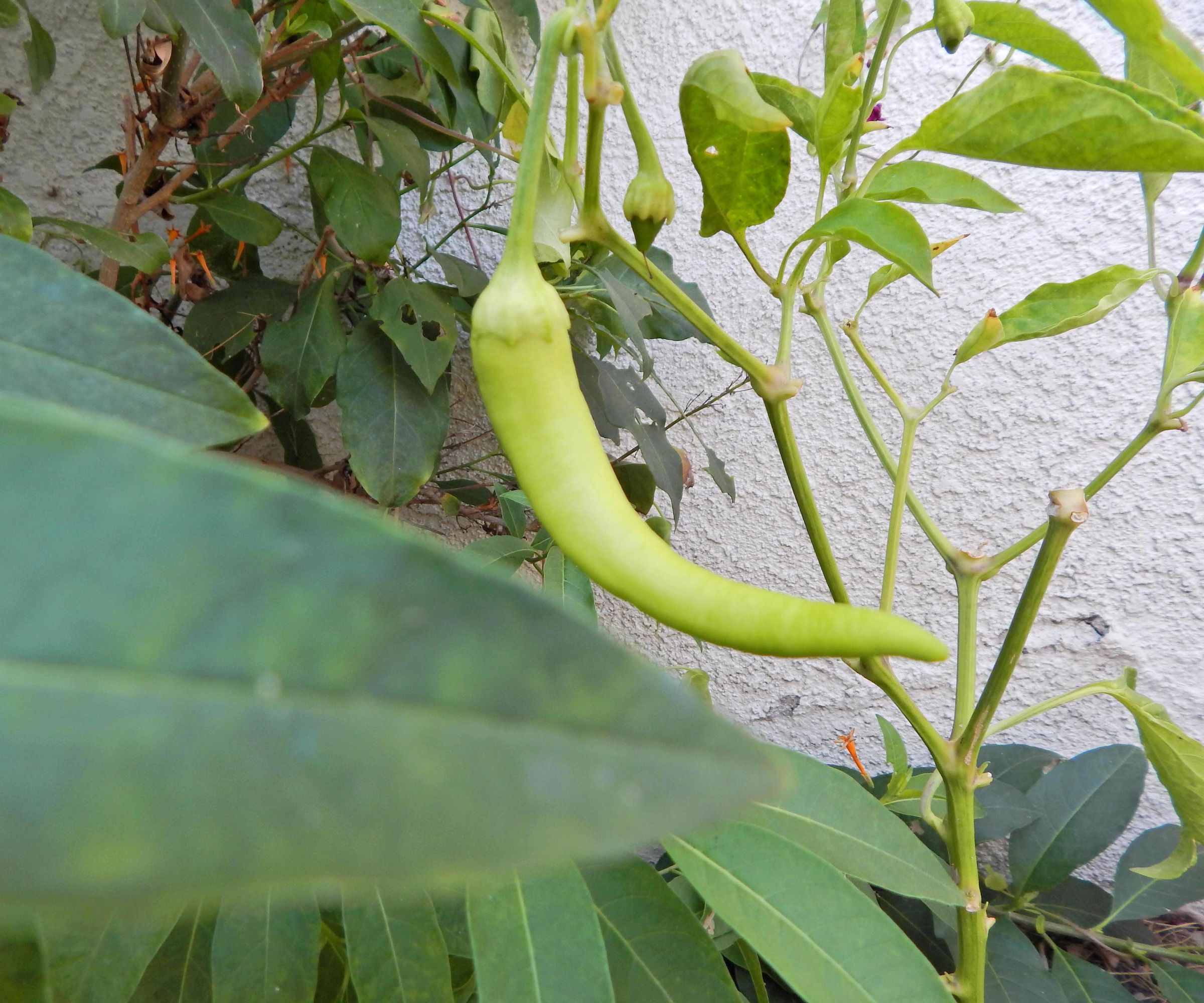 How to Cross Breed Vegetables