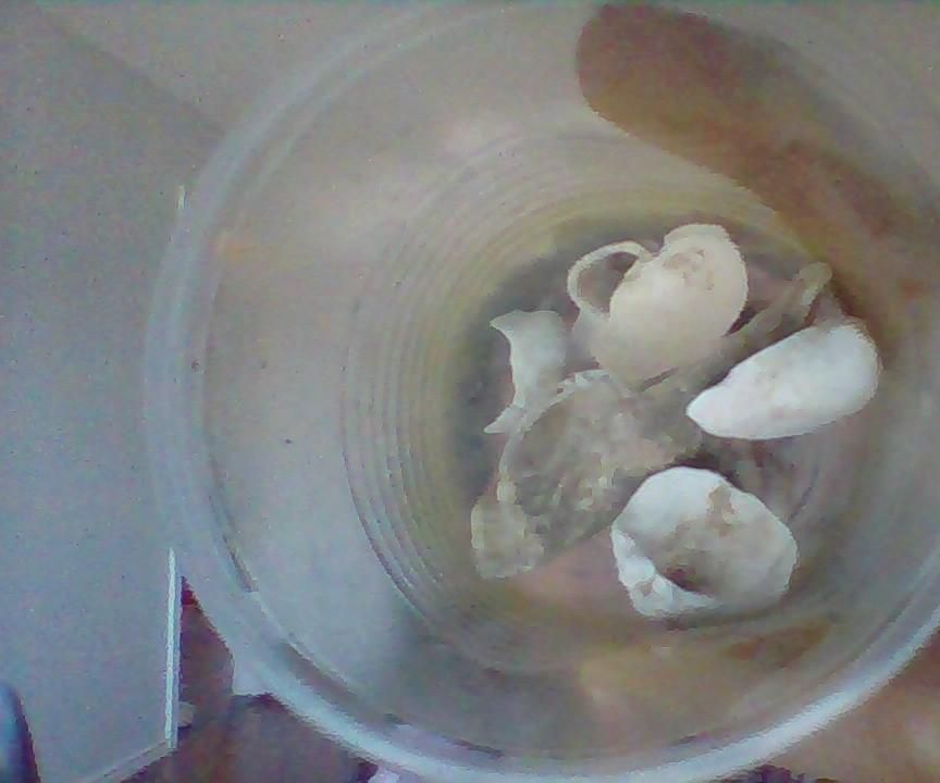 Seashell Art 