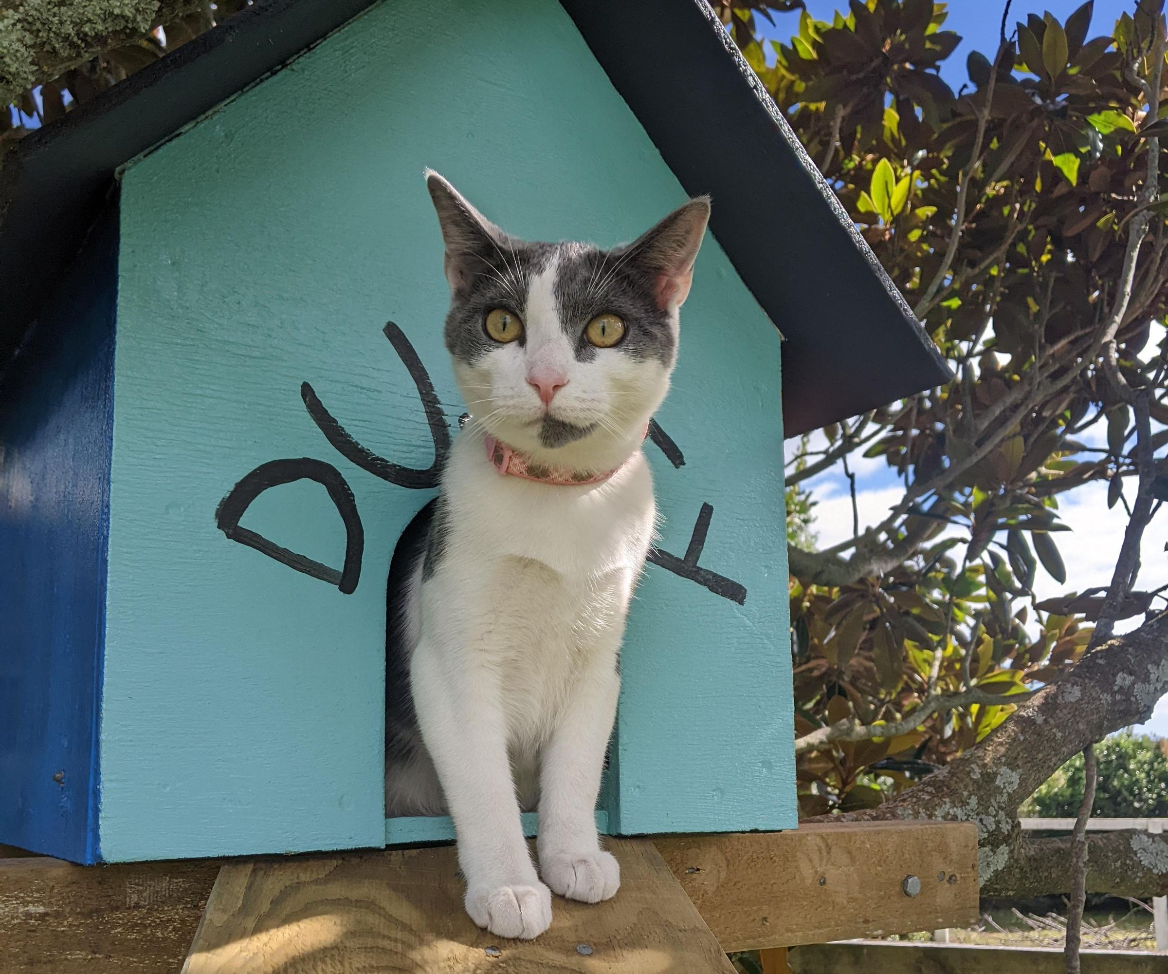 Cat Treehouse