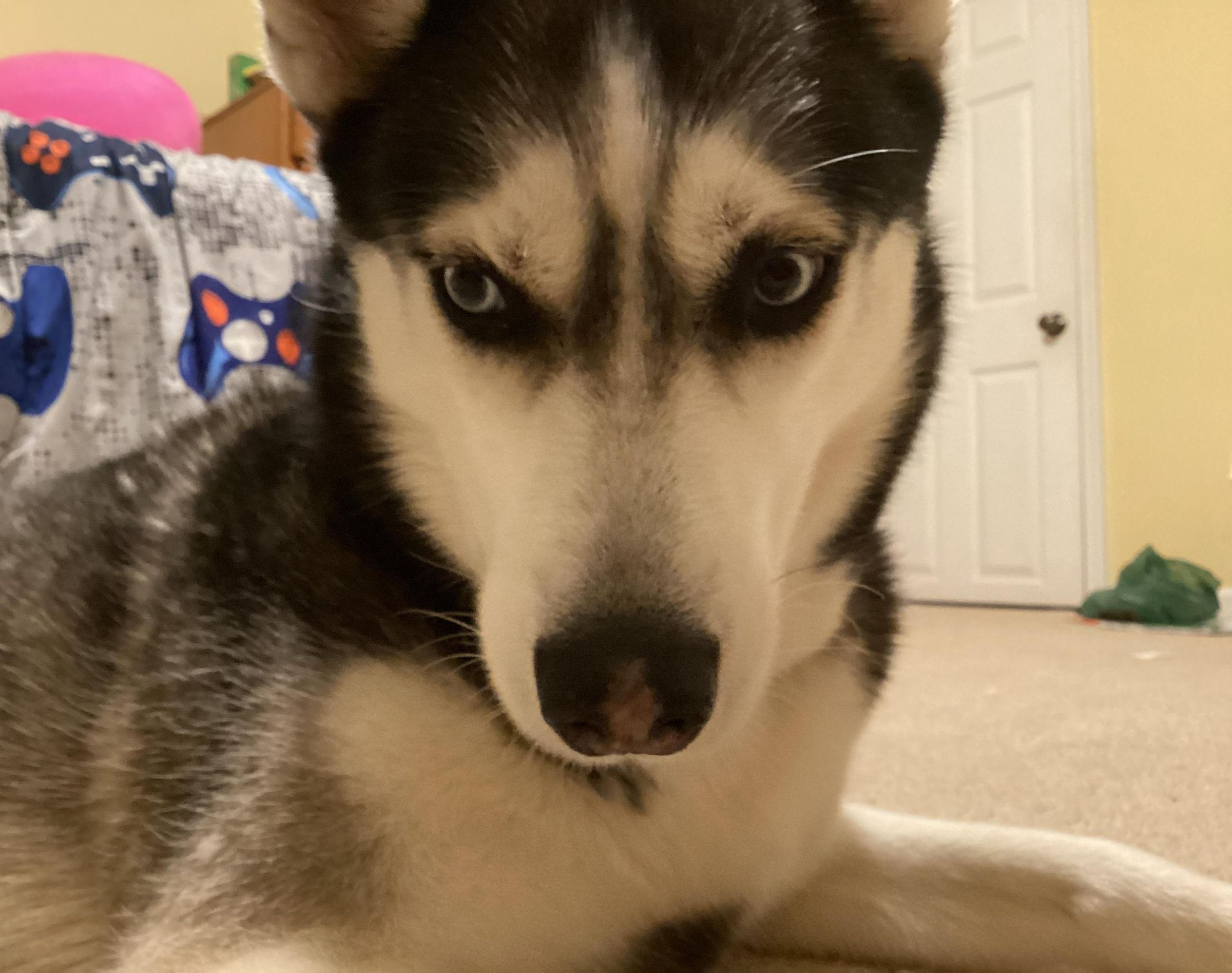 If I Were a Husky
