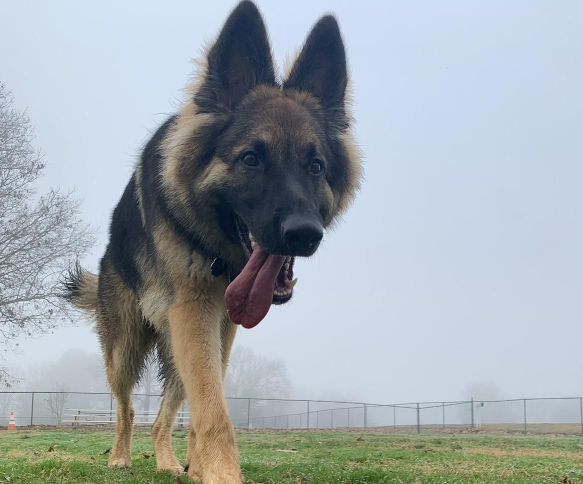 How to Set a VERY Reliable Recall With Your Dog