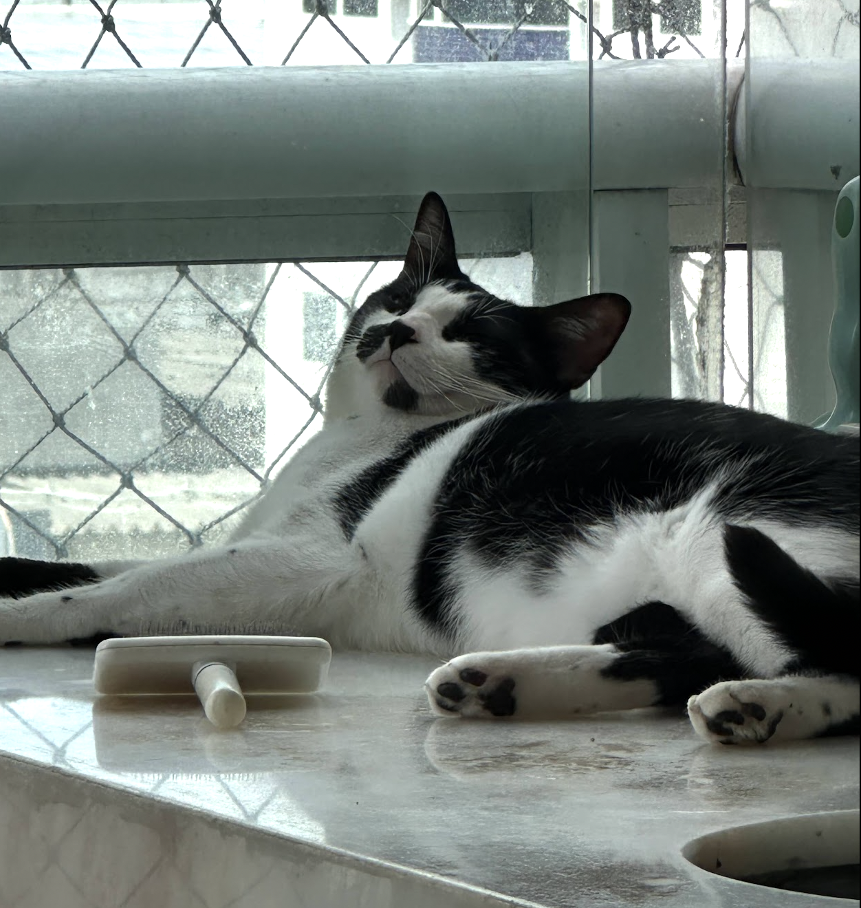 Smart Cat Feeder With ESP32 and AirTag Proximity Detection