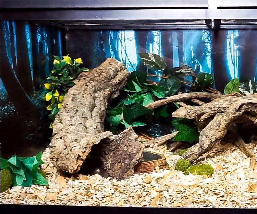 Snake Cage Setup