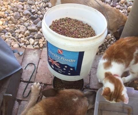 Gravity Feeder