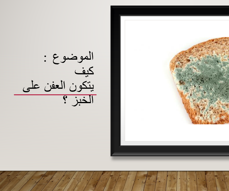 كيف يتكون العفن على الخبز ؟
