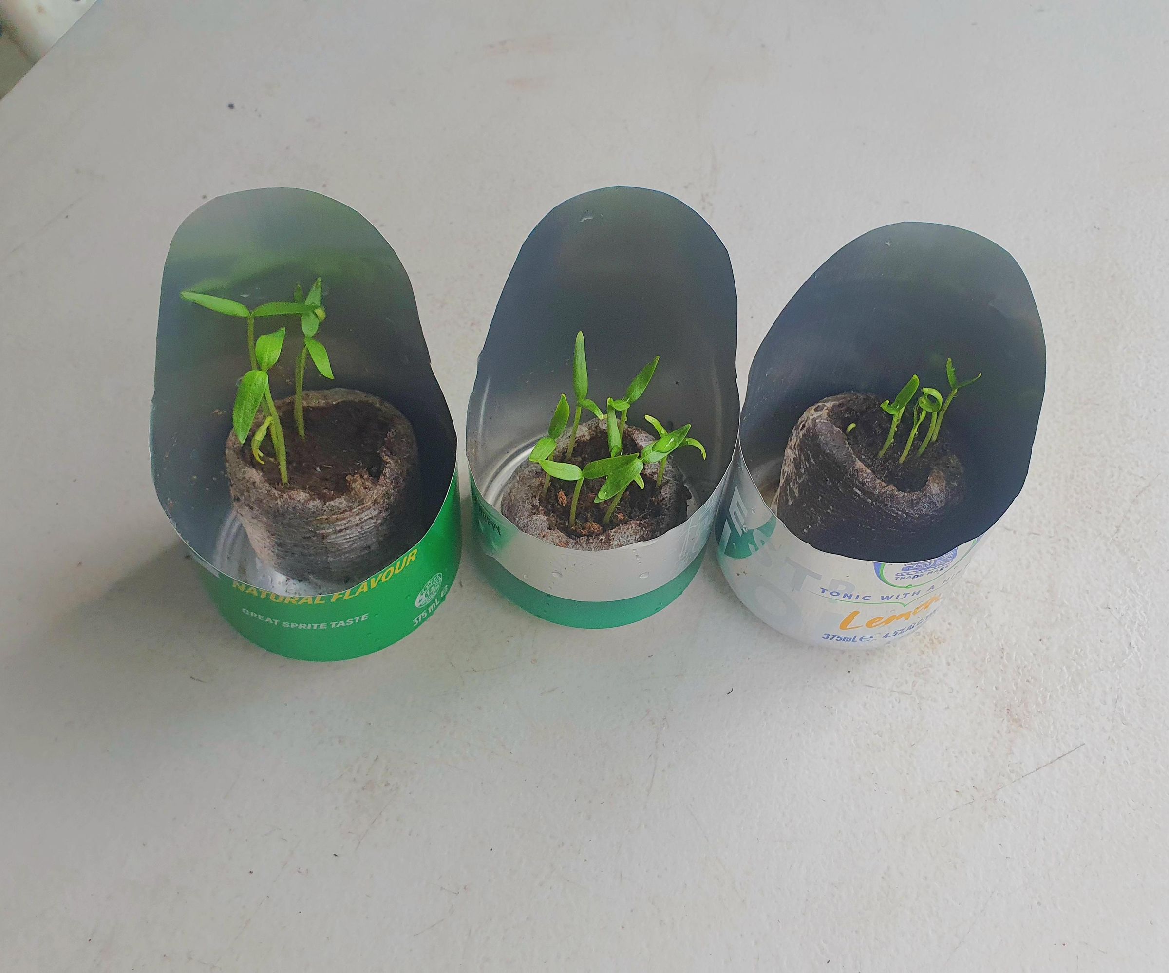 Growing Seedlings