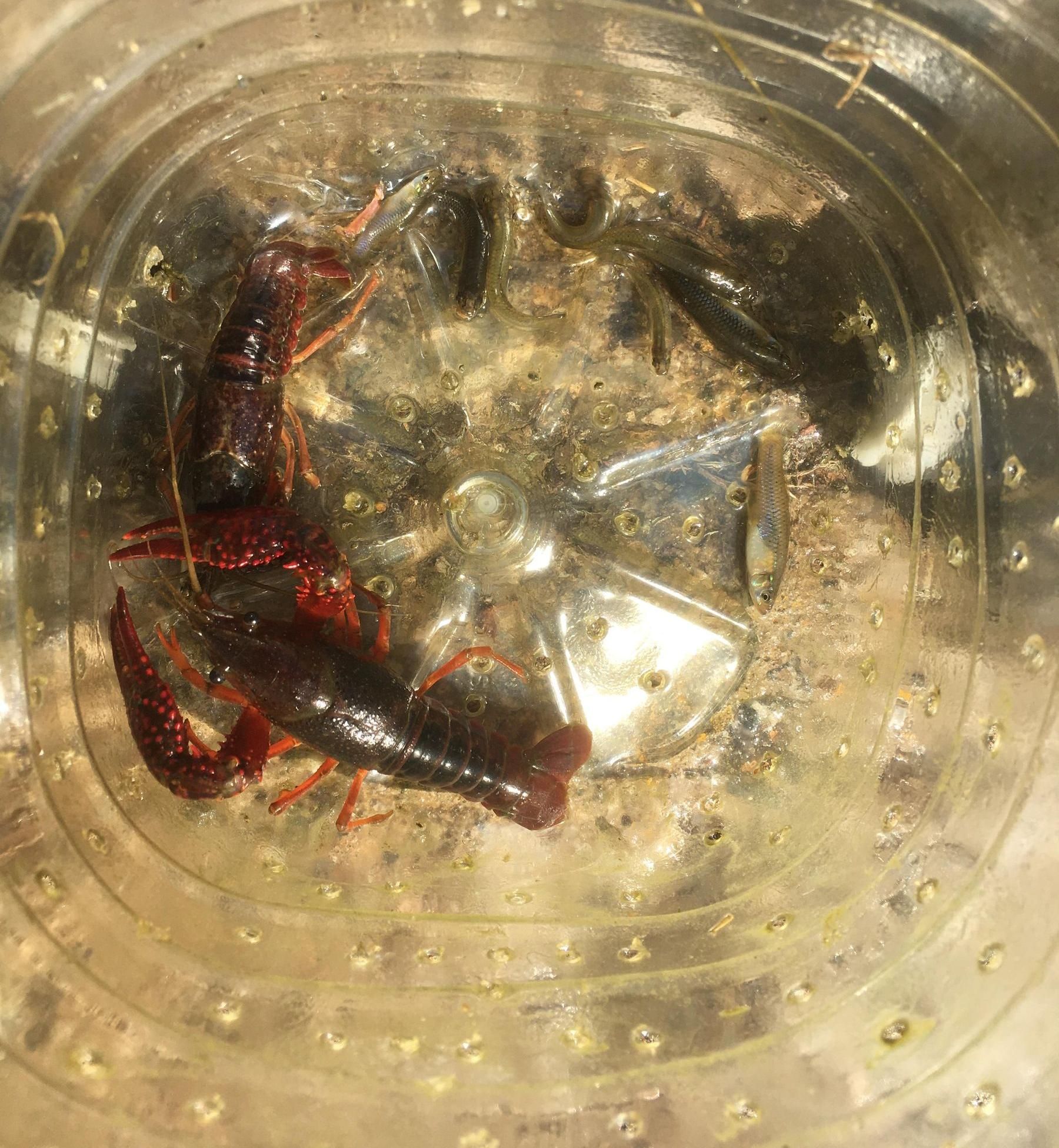 ANCHORED Crayfish/Fish Trap With Bottles